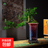 【清香木盆景】飘枝老桩花卉好养绿植盆栽茶桌高档年货带花盆底座 钧窑老桩清香木高25-30+底座