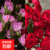 瑞典女王月季夏季耐晒灌木月季带花苞四季开花玫瑰大苗阳台庭院 天荷繁星+卡罗拉两颗原盆原土发货小苗