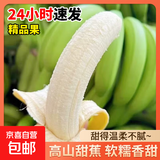 高山精品甜蕉现摘新鲜水果香蕉孕妇宝宝辅食搭配丫丫生鲜特产 5斤装【青蕉发货】