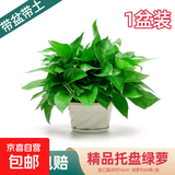 绿萝盆栽室内客厅绿植花卉 家用净化空气绿箩植物吸除甲醛吊兰 高26CM【原盆+托盘】1盆+肥