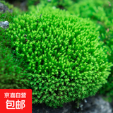 柯必达青苔藓鲜活苔藓微景观植物盆景盆栽水陆缸假山草造景材料白 星星藓(11*8)cm 2盒
