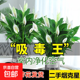 【热销款】白掌一帆风顺盆栽水培植物室内花绿植红掌发财树吸甲醛 特级白掌带花+繁星自吸盆