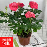 玫瑰盆栽植物客厅卧室百搭好养玫瑰花 香奈儿玫瑰2盆