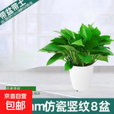 绿萝盆栽室内客厅绿植花卉 家用净化空气绿箩植物吸除甲醛吊兰 高20cm【控根龙蛋】8盆+喷壶+5肥