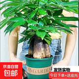 发财树盆栽大植物室内办公室桌面客厅小盆景招财树苗绿植花卉盆栽 造型款大号三杆 6-9cm【加仑盆】 【送肥料】