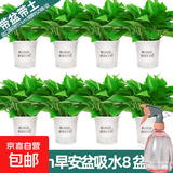 绿萝盆栽室内客厅绿植花卉 家用净化空气绿箩植物吸除甲醛吊兰 高20CM【早安吸水盆】8盆+5肥