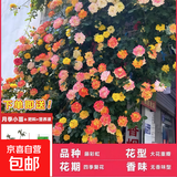 1.6米爬藤月季大苗蒂娜四季开花蔷薇基地直发【买就送扦插小苗】 藤彩虹1.6米开花爆满 送种植说明书