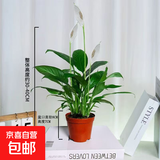 【热销款】白掌一帆风顺盆栽水培植物室内花绿植红掌发财树吸甲醛 特级白掌10-12株带花【基地原盆原土】