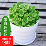 碰碰香一抹香办公室醒目防蚊植物净化空气室内外绿植桌面四季盆栽 碰碰香1盆【原土带白塑纹色盆】