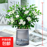 九里香盆栽浓香水培植物四季好养树苗室内好养花卉驱蚊竹柏绿植 九里香原装+轻奢烟灰自吸盆 送肥料