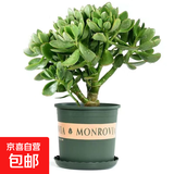 迩英阁大叶玉树老桩盆栽多肉植物燕子掌室内防辐射四季好养绿植净 玉树8-9年苗一颗【良心大苗】 原土（不含盆）15-25CM不等