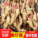 新鲜红芽嫩仔姜现挖现发生姜蔬菜彩椒小黄姜洋葱水果生鲜生姜 红芽嫩姜现挖发带泥净重250克装