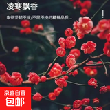 耐寒红梅花树苗地栽庭院浓香型四季花卉植物骨里红梅腊梅绿梅室外 朱砂梅树苗【带土球发货】 6公分粗2米高度【带分叉很多】
