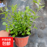 蓝雪花苗盆栽大苗带花苞阳台植物好养的花卉四季开花不断天竺葵鲜 蓝雪花小苗20-25厘米高一盆（原盆土栽好）