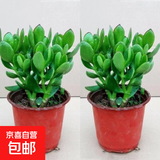 迩英阁大叶玉树老桩盆栽多肉植物燕子掌室内防辐射四季好养绿植净 玉树3年苗两棵【好养】 原土（不含盆）15-25CM不等