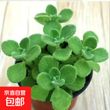 碰碰香一抹香办公室醒目防蚊植物净化空气室内外绿植桌面四季盆栽 碰碰香1盆【原土原盆1盆】