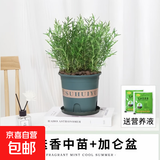 迷迭香苗盆栽可食用驱蚊植物香草薄荷苗绿植物室内煎牛排水培花卉 迷迭香大盆苗约20cm高+加仑盆