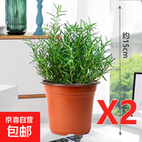迷迭香苗盆栽可食用驱蚊植物香草薄荷苗绿植物室内煎牛排水培花卉 小盆【2盆特惠】迷迭香苗约15cm高（原土盆）