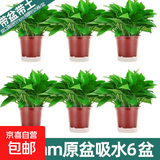 绿萝盆栽室内客厅绿植花卉 家用净化空气绿箩植物吸除甲醛吊兰 高20CM【原盆吸水】+6盆+5肥
