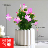 清仓处理花苞蟹爪兰花绿植盆栽室内大苗好阳台养耐活四季开花花卉 少女粉：20-30头【带花苞】+提拉米苏树脂盆 四季重复开花【耐寒】+送营养土