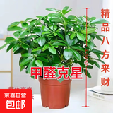 【八方来财】发财树鸭脚木盆栽四季常青桌面防辐射花卉盆景 八方来财25-35厘米4颗【原盆】 送肥料