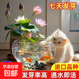 碗莲种七彩五颜六色水培花卉水养四季莲花荷种莲藕绿植水培莲子 开口/混色 5粒+生根粉【包成活】