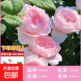 1.6米爬藤月季大苗蒂娜四季开花蔷薇基地直发【买就送扦插小苗】 瑞典女王1.6米开花爆满 送种植说明书