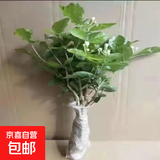 茉莉花苗盆栽带花苞九里香老桩驱蚊花卉植物室内浓香四季开花好养 中份茉莉花【3-5颗】花苞一般 不含盆