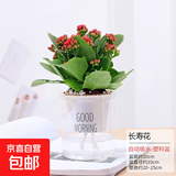 水培植物绿植盆栽室内客厅办公室桌面小盆景花卉绿萝发财树好养活 【重瓣长寿花】+简欧透明吸水盆