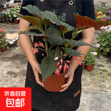 竹节海棠花卉盆栽大叶斑点易活四季阳台观叶秋海棠木本绿植物好养 推荐款高度40公分 多分支竹节1盆