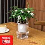 【带盆高度15-20cm】水培驱蚊九里香七叶莲盆栽室内好养驱蚊绿植 九里香+自动吸水鱼缸盆【1盆】 花盆口径约为10cm