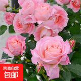 果汁阳台月季花苗四季开花卉盆栽绿植物室内花易活玫瑰带花苞庭院 海神王【大花浓香，月月开分枝多】 【带花苞】【盆口径15cm】原盆冠25高35