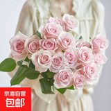 【玫瑰花】花店同款甘肃玫瑰西北鲜花无土栽培易开花期长七夕礼物 粉红雪山单头玫瑰 20枝