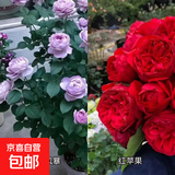 瑞典女王月季夏季耐晒灌木月季带花苞四季开花玫瑰大苗阳台庭院 蓝色风暴+红苹果两颗原盆原土发货小苗
