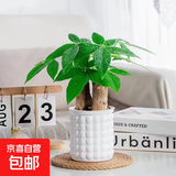 发财树盆栽大植物室内办公室桌面客厅小盆景招财树苗绿植花卉盆栽 三杆发财树 5-8cm【泡泡吸水盆】 【送肥料】