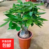 发财树盆栽大植物室内办公室桌面客厅小盆景招财树苗绿植花卉盆栽 大单杆发财树 11-14cm【原盆】 【送肥料】