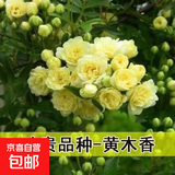 正宗红木香花苗四季开花爬藤植物浓香型特大苗甜蜜黄木香盆栽 清香型黄木香 中苗1米-1.2米