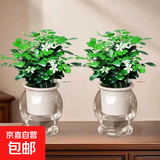 【带盆高度15-20cm】水培驱蚊九里香七叶莲盆栽室内好养驱蚊绿植 九里香+自动吸水鱼缸盆【2盆】 花盆口径约为10cm