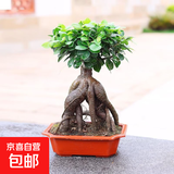 金钱榕树盆景老桩小叶榕苗木造型盆栽人参榕室内绿植提根绿植矮莊 方盆富贵榕树35cm左右高度