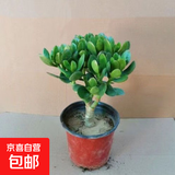 迩英阁大叶玉树老桩盆栽多肉植物燕子掌室内防辐射四季好养绿植净 玉树6年苗一棵（精品力推） 原土（不含盆）15-25CM不等