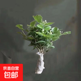 茉莉花苗盆栽带花苞九里香老桩驱蚊花卉植物室内浓香四季开花好养 小份茉莉花【2-3颗】一点苞   不含盆