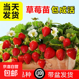草莓苗四季奶油草莓苗种植盆栽阳台庭院地栽当年结果南方北方种植 混合品种草莓 福利推荐：裸根【10棵苗】