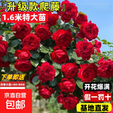 1.6米爬藤月季大苗蒂娜四季开花蔷薇基地直发【买就送扦插小苗】 弗洛伦蒂娜1.6米开花爆满 送种植说明书