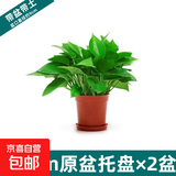 绿萝盆栽室内客厅绿植花卉 家用净化空气绿箩植物吸除甲醛吊兰 高20CM【原盆+托盘】2盆+2肥