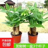 发财树盆栽大植物室内办公室桌面客厅小盆景招财树苗绿植花卉盆栽 造型款中号三杆 5-8cm【原盆】 【送肥料】