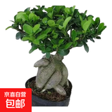 金钱榕树盆景老桩小叶榕苗木造型盆栽人参榕室内绿植提根绿植矮莊 中富贵榕25cm左右高度