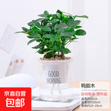 水培植物绿植盆栽室内客厅办公室桌面小盆景花卉绿萝发财树好养活 【八方来财】+简欧透明吸水盆