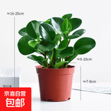圆叶吸毒王碧玉公主豆瓣绿年宵花摆件植物桌面四季常青花净化空气 碧玉+塑料原盆栽好发货