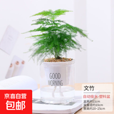 水培植物绿植盆栽室内客厅办公室桌面小盆景花卉绿萝发财树好养活 【文竹】+简欧透明吸水盆