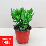 迩英阁大叶玉树老桩盆栽多肉植物燕子掌室内防辐射四季好养绿植净 玉树3年苗一棵（好养） 原土（不含盆）15-25CM不等